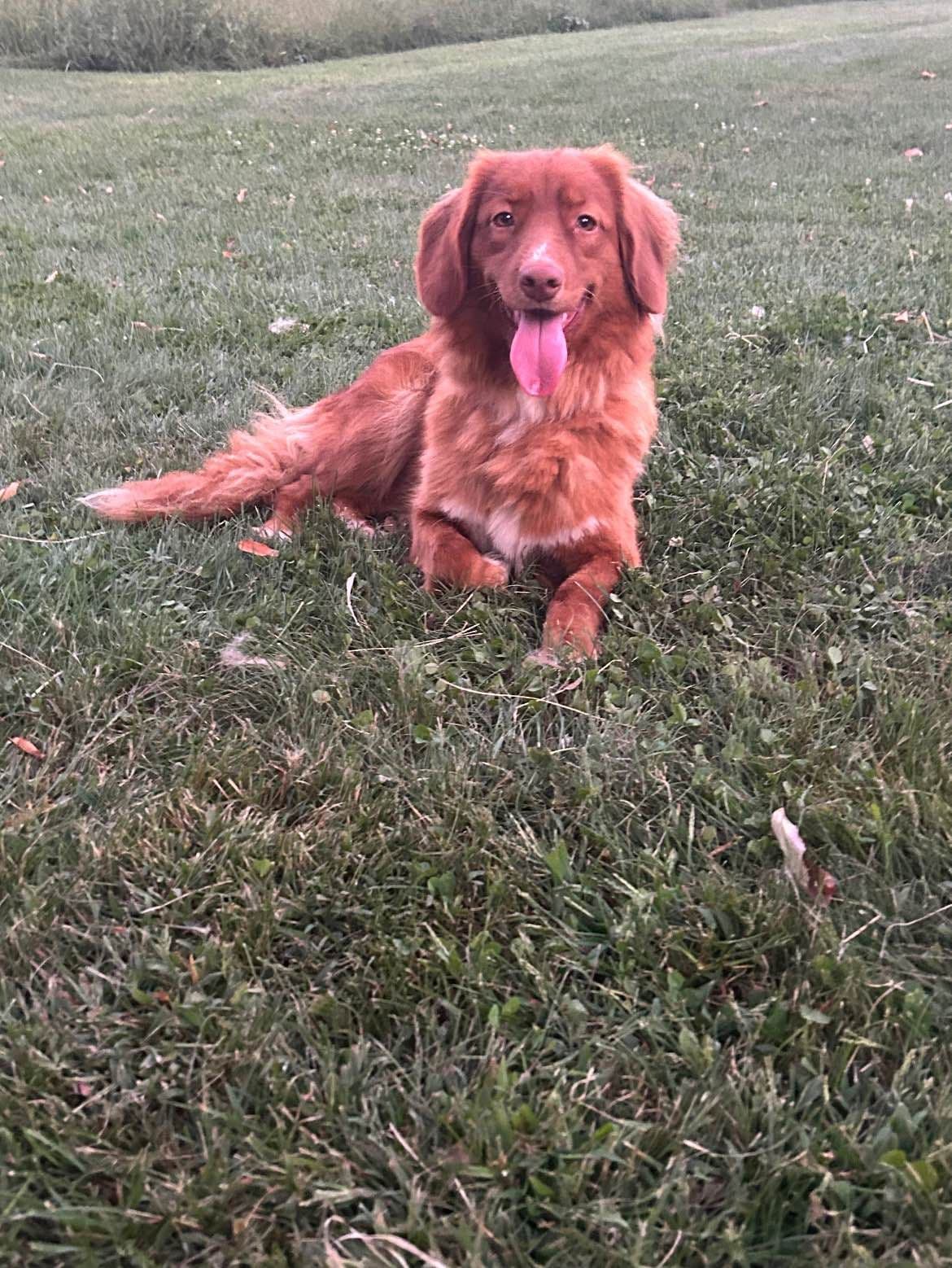 Nova Scotia Duck Tolling Retriever Puppies breeder image 4
