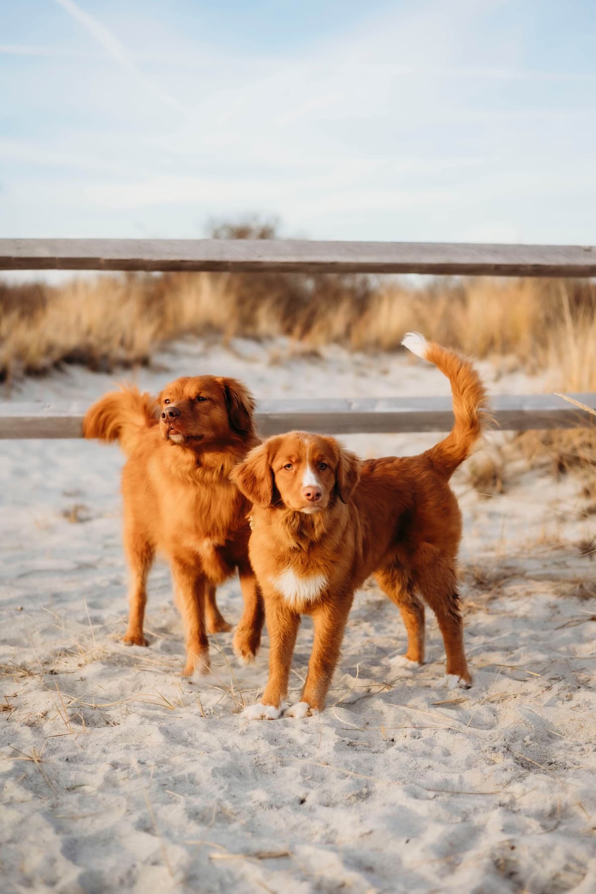 Nova Scotia Duck Tolling Retriever Puppies breeder image 5