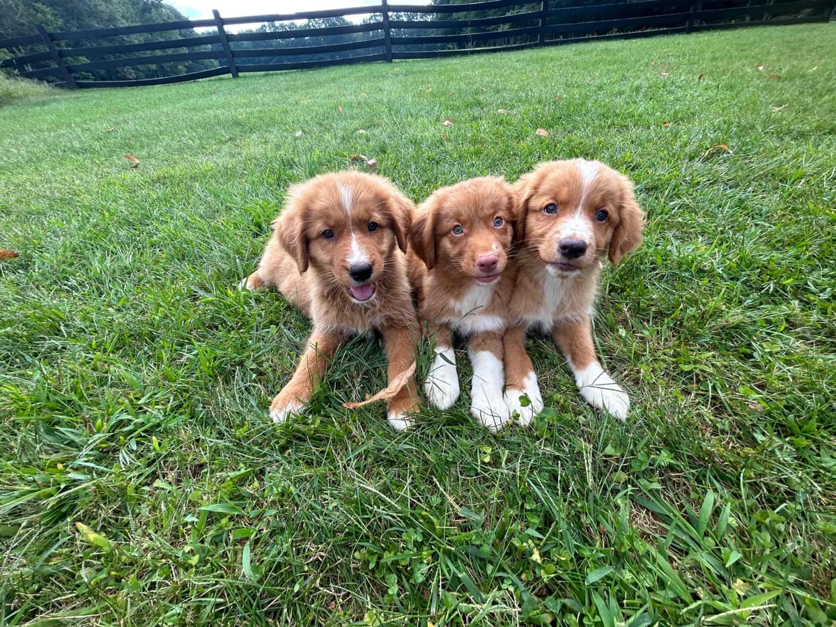 Nova Scotia Duck Tolling Retriever Puppies breeder image 6