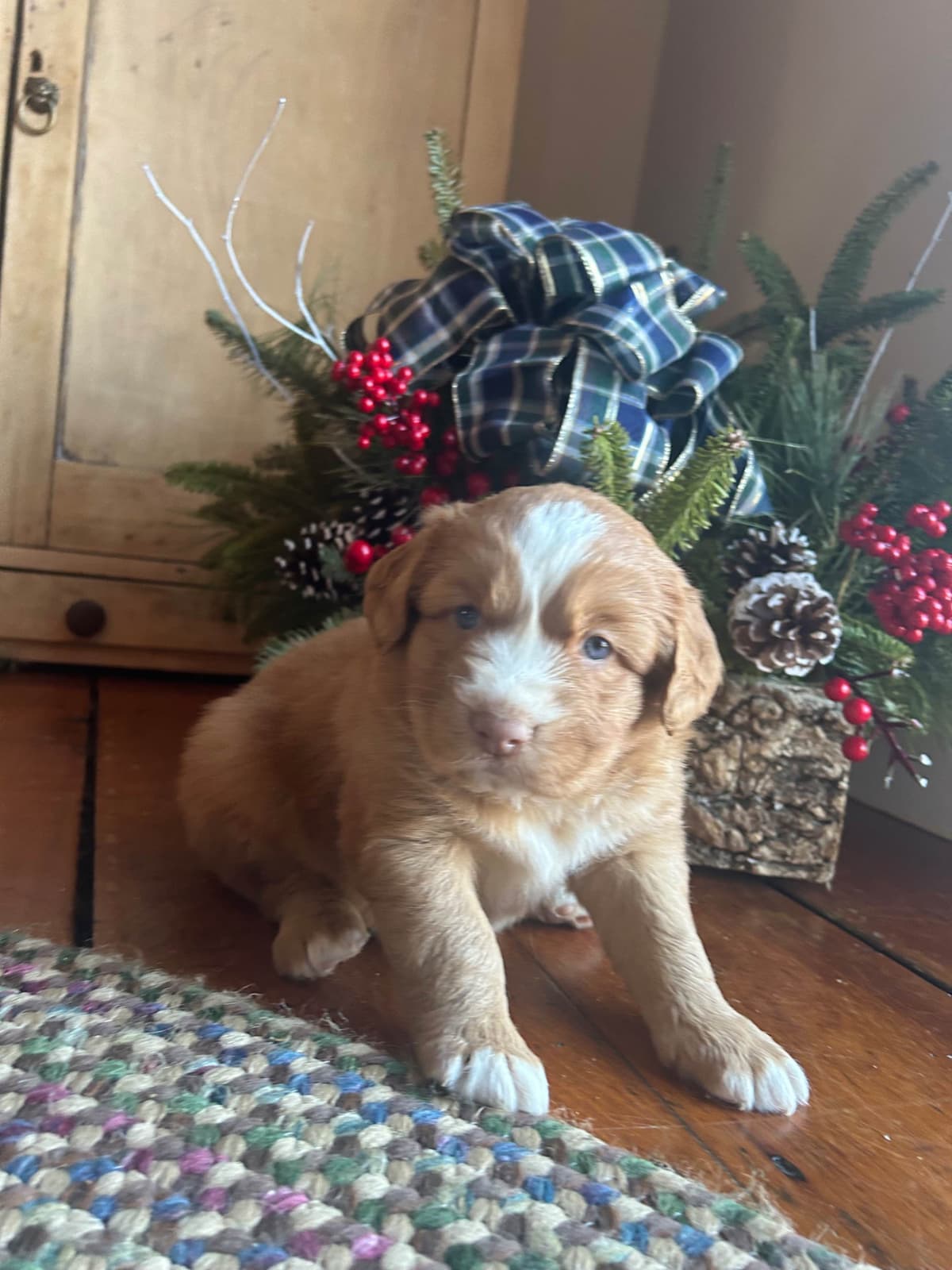 Nova Scotia Duck Tolling Retriever Puppies breeder image 7