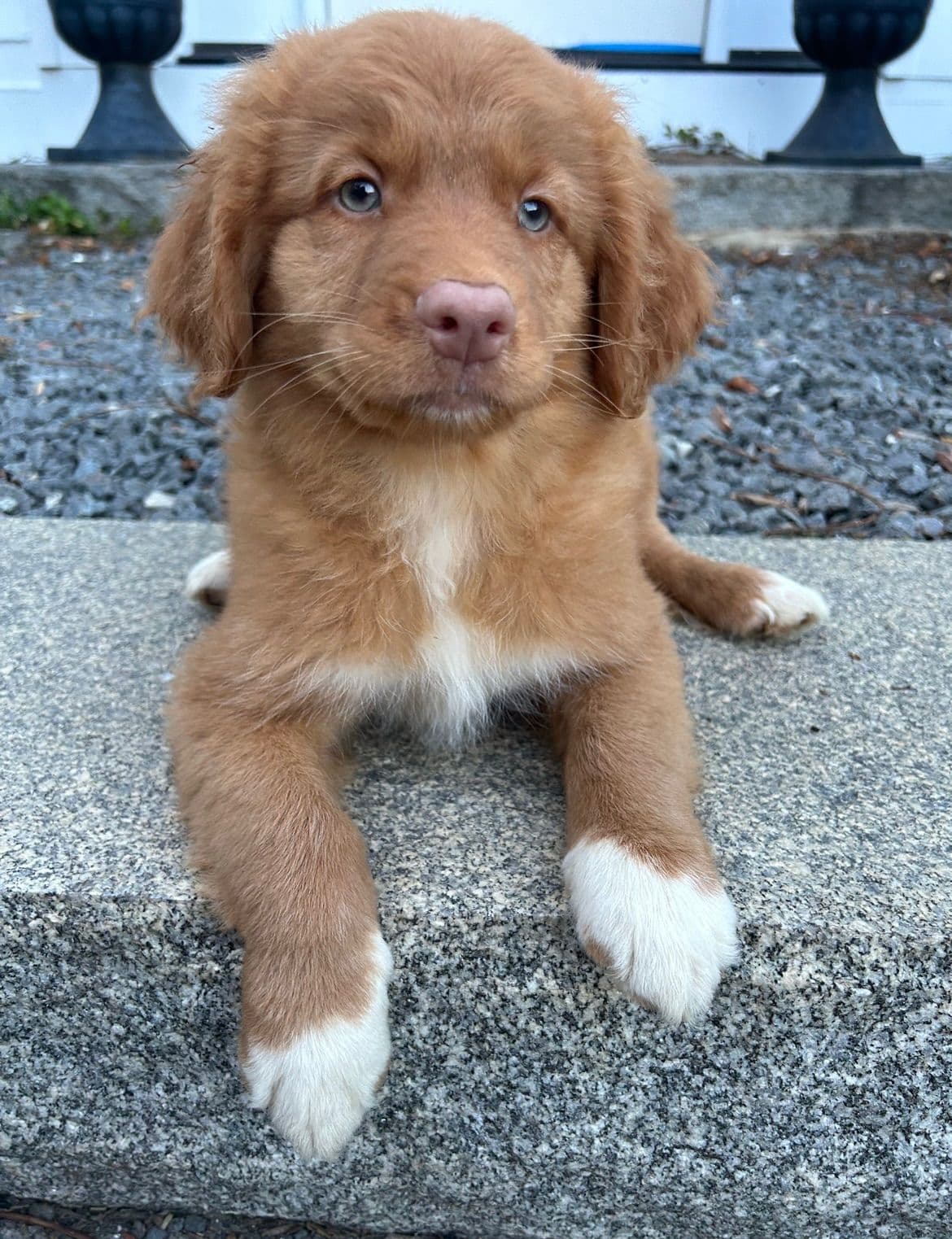 Nova Scotia Duck Tolling Retriever Puppies breeder image 8