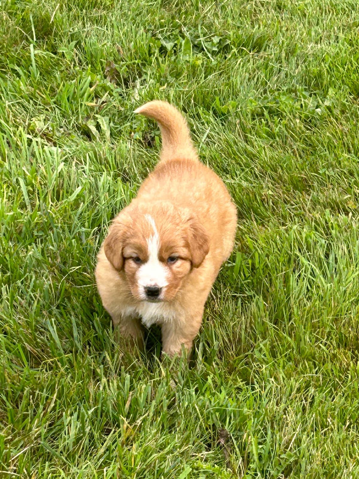 Nova Scotia Duck Tolling Retriever Puppies breeder image 9