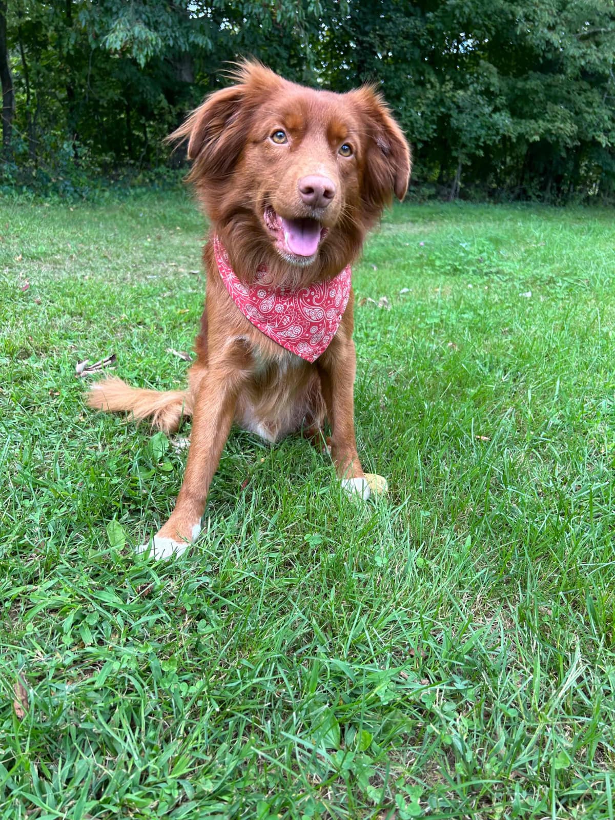 Nova Scotia Duck Tolling Retriever Puppies breeder image 10
