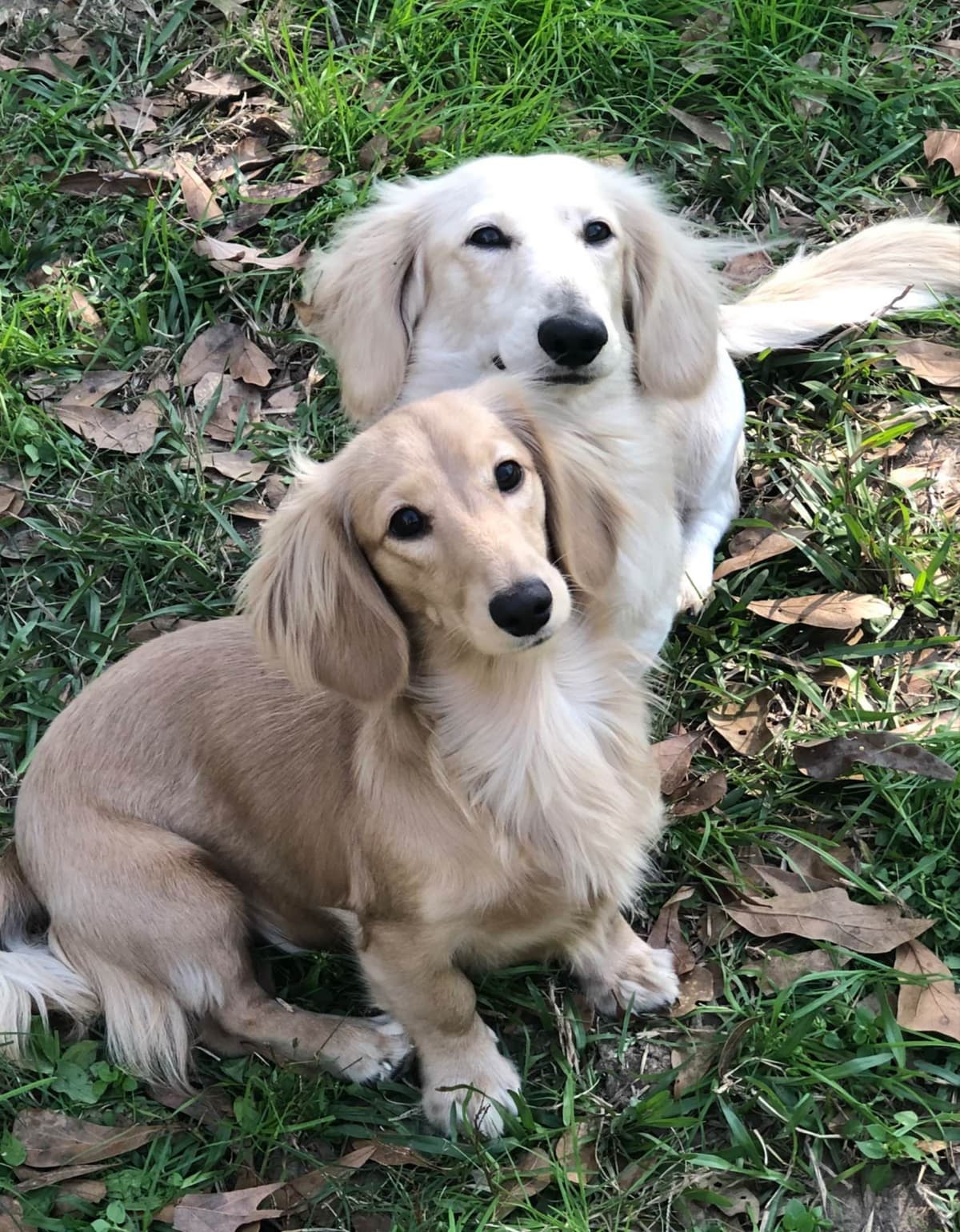 Dachshund Solid Cream Longhair Puppies breeder image 1