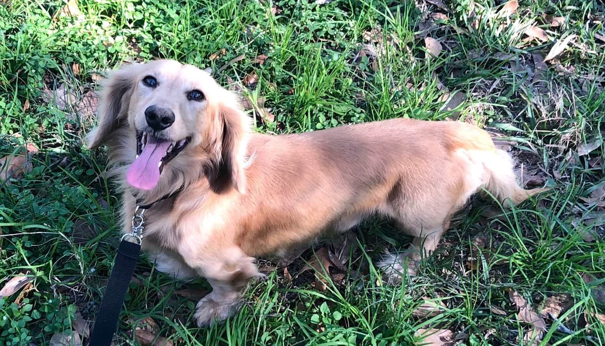 Dachshund Solid Cream Longhair Puppies breeder image 3