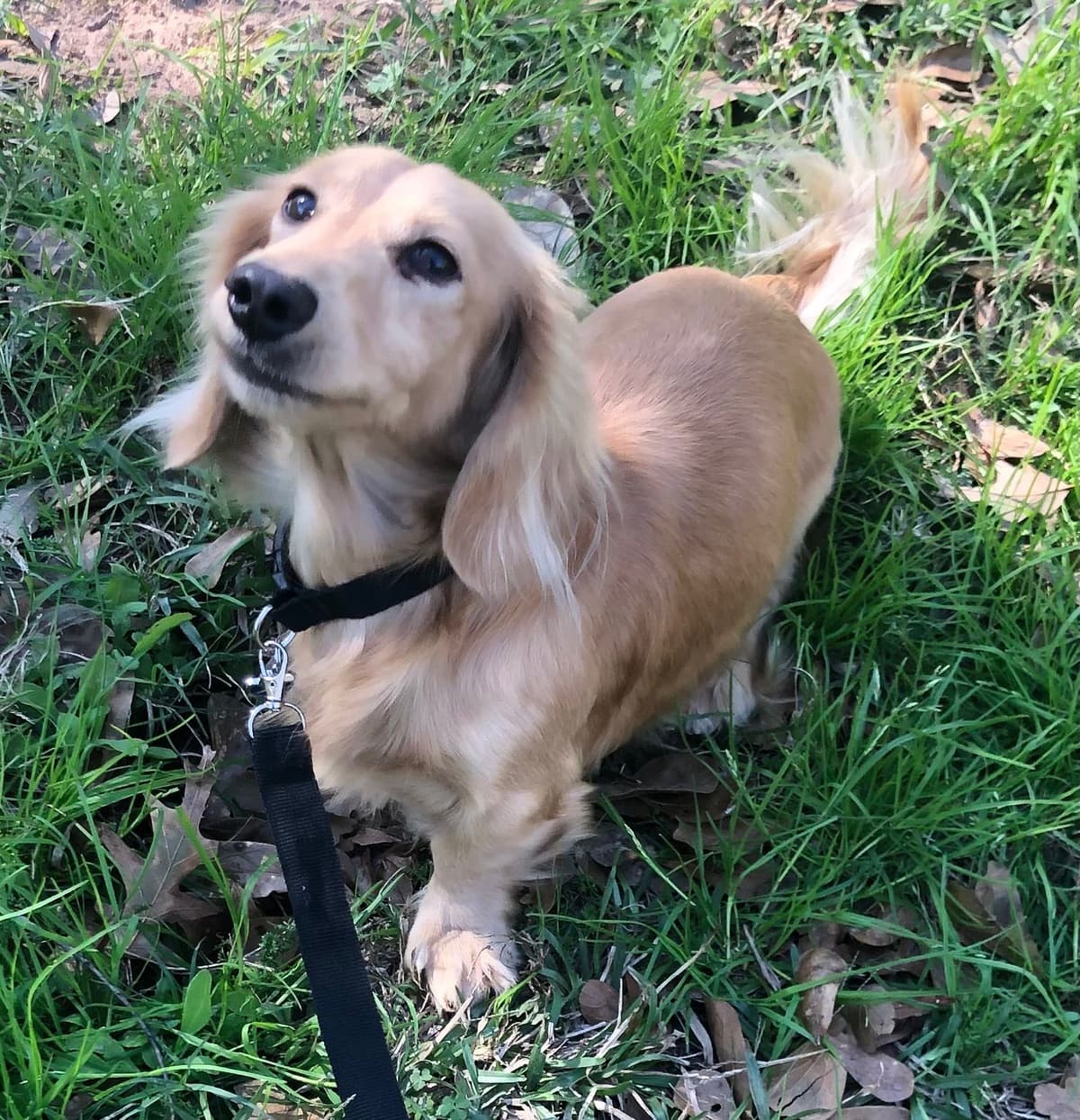 Dachshund Solid Cream Longhair Puppies breeder image 4