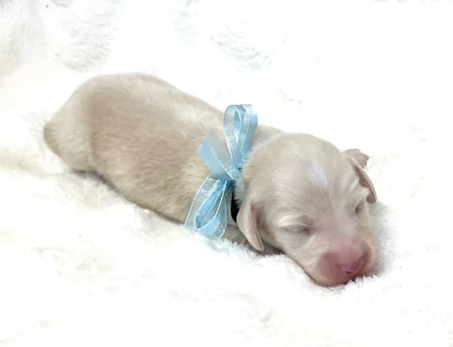 Dachshund  Solid Cream Longhair Puppies media 3