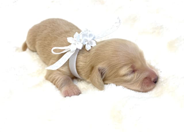 Dachshund  Solid Cream Longhair Puppies media 4