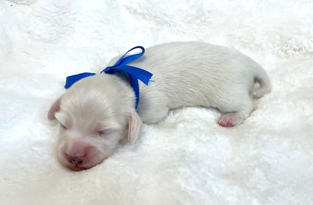 Dachshund  Solid Cream Longhair Puppies media 5