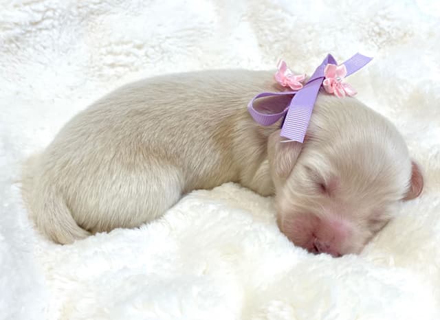 Dachshund  Solid Cream Longhair Puppies media 6