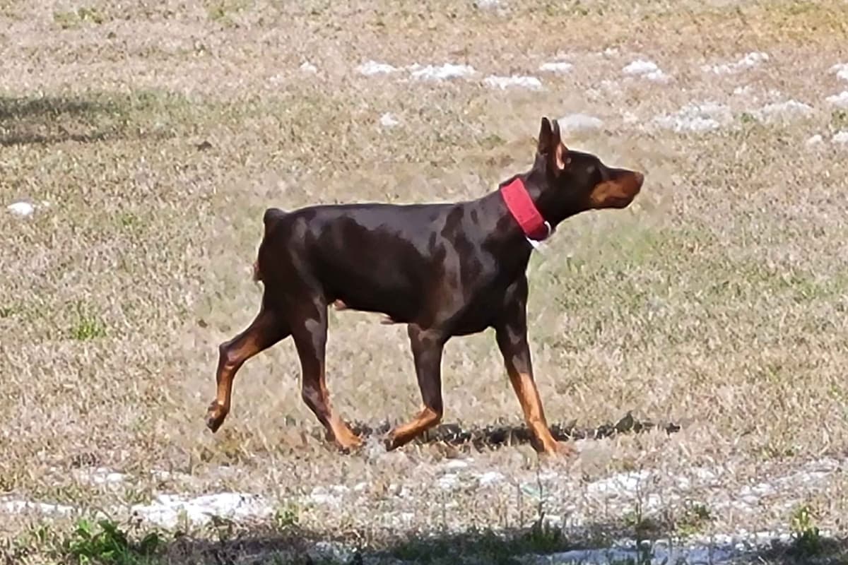 Male European Dobermann Puppies breeder image 2