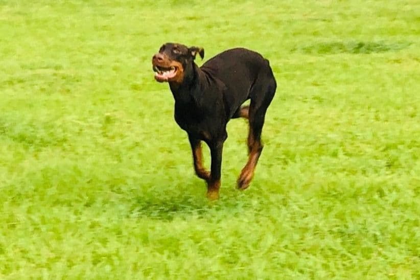 Male European Dobermann Puppies breeder image 7