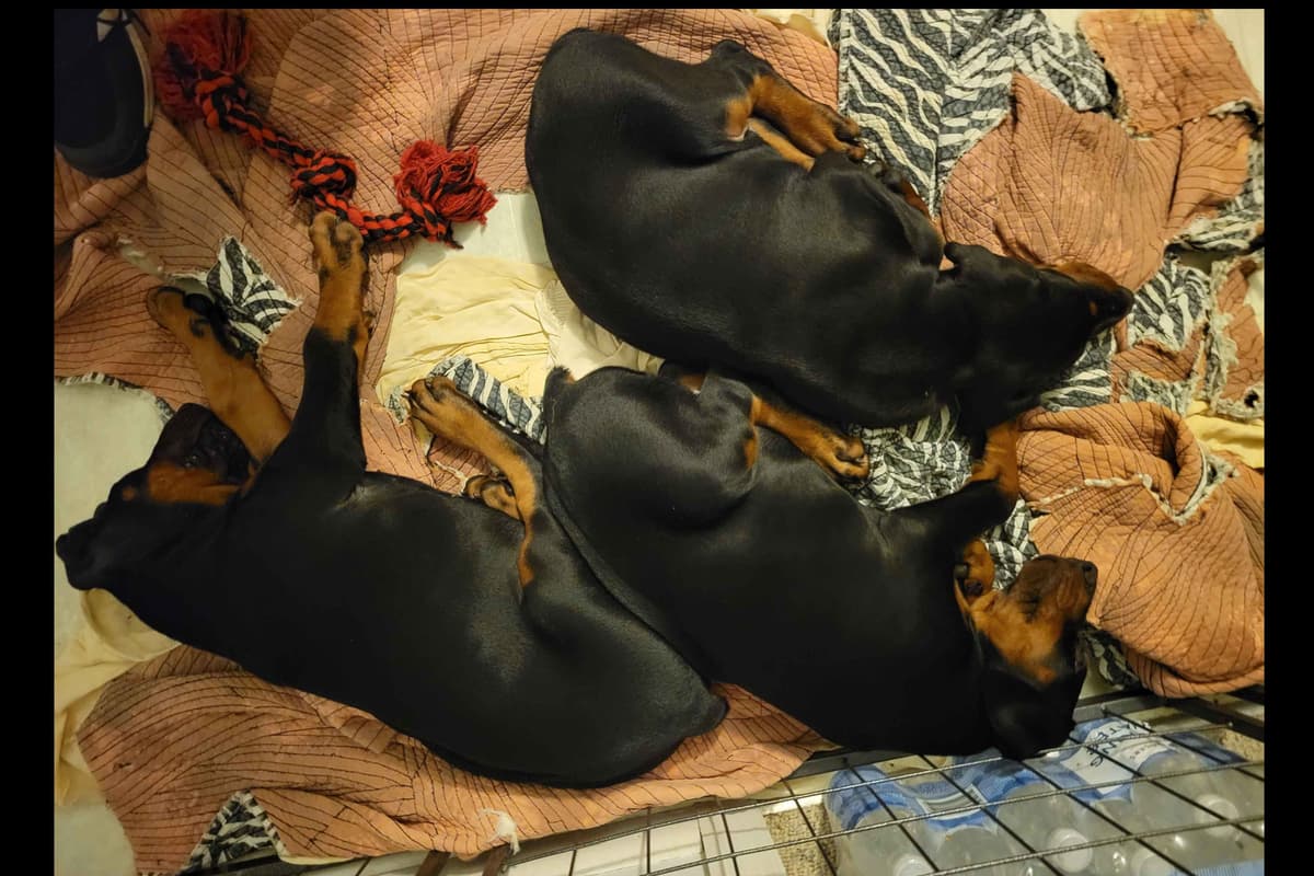 Male European Dobermann Puppies breeder image 5