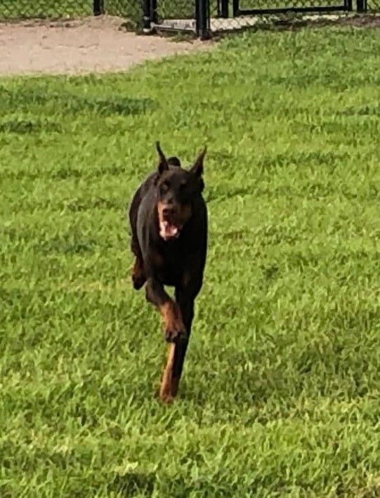 Male European Dobermann Puppies breeder image 8