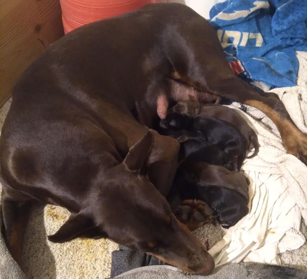 Male European Dobermann Puppies breeder image 3