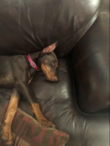 Male European Dobermann Puppies breeder image 9