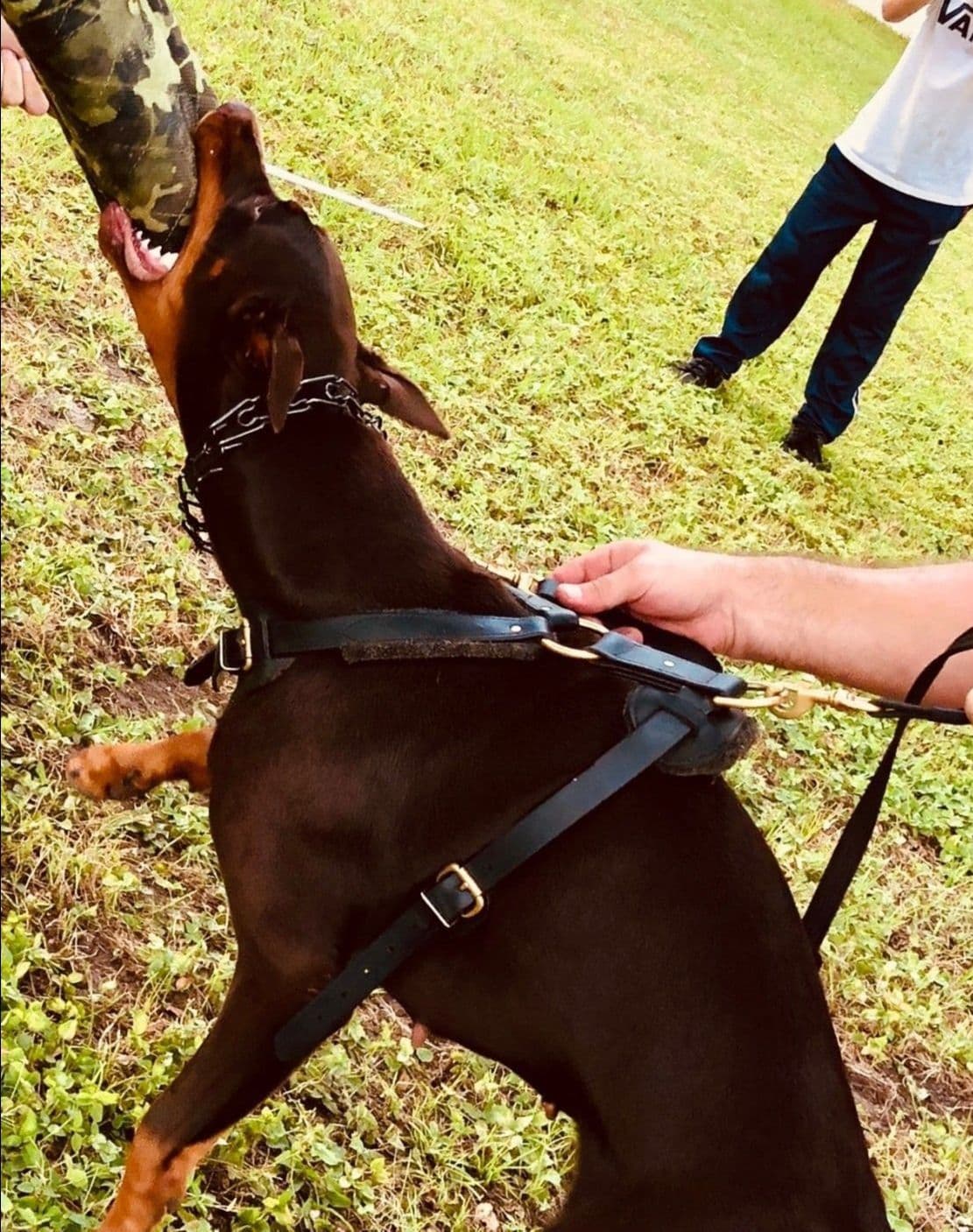 Male European Dobermann Puppies breeder image 10
