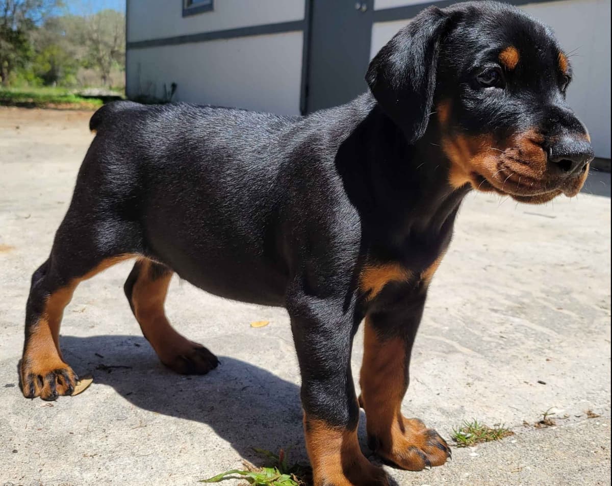 Male European Dobermann Puppies breeder image 6