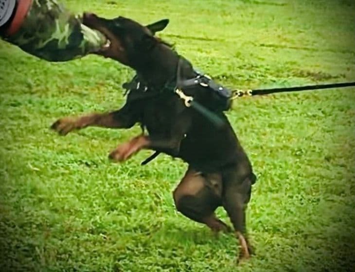 Male European Dobermann Puppies breeder image 11