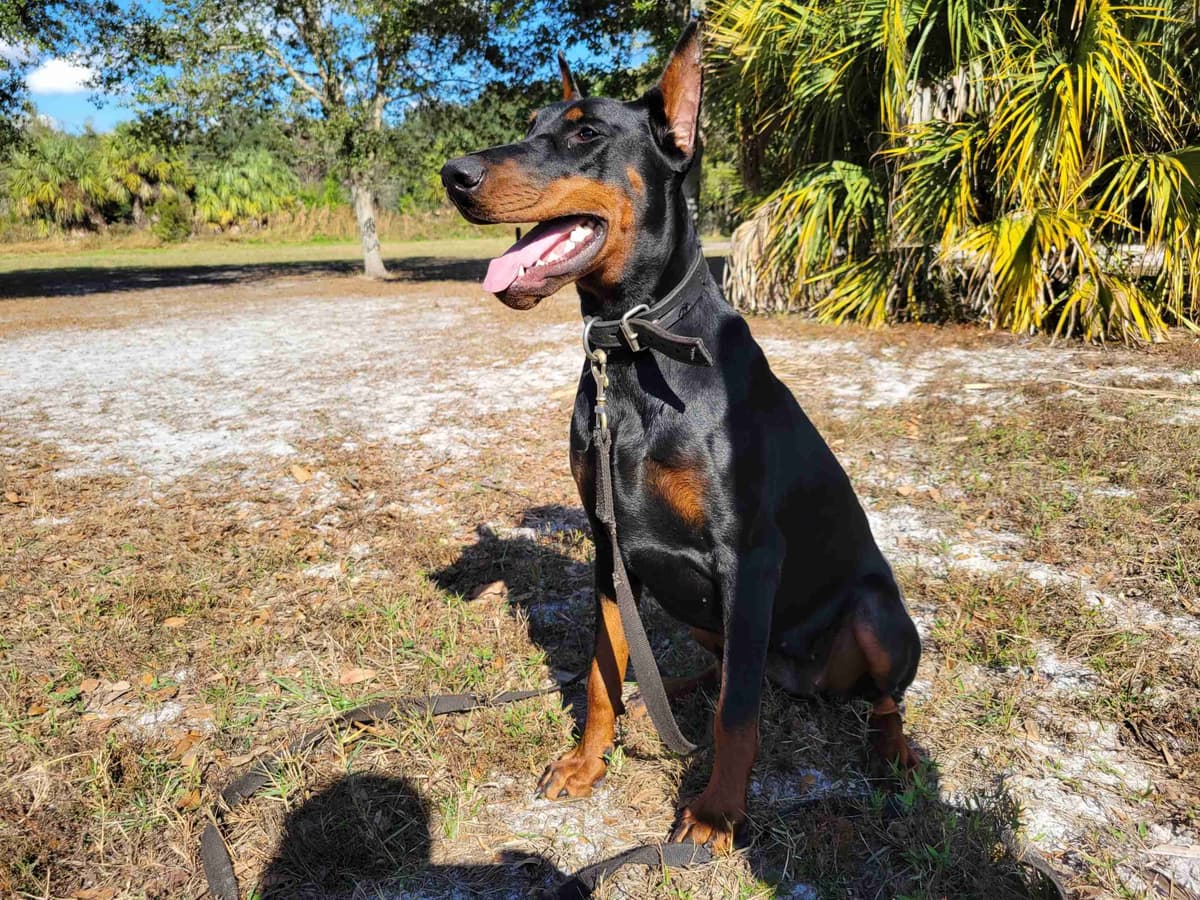 Male European Dobermann Puppies breeder image 12