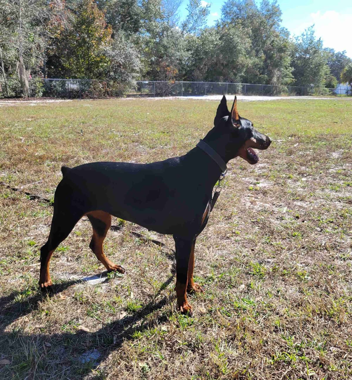 Male European Dobermann Puppies breeder image 13