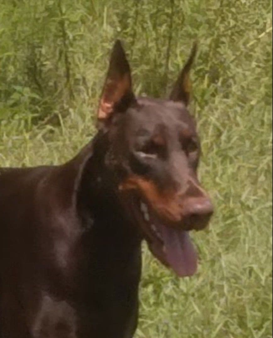 Male European Dobermann Puppies breeder image 4