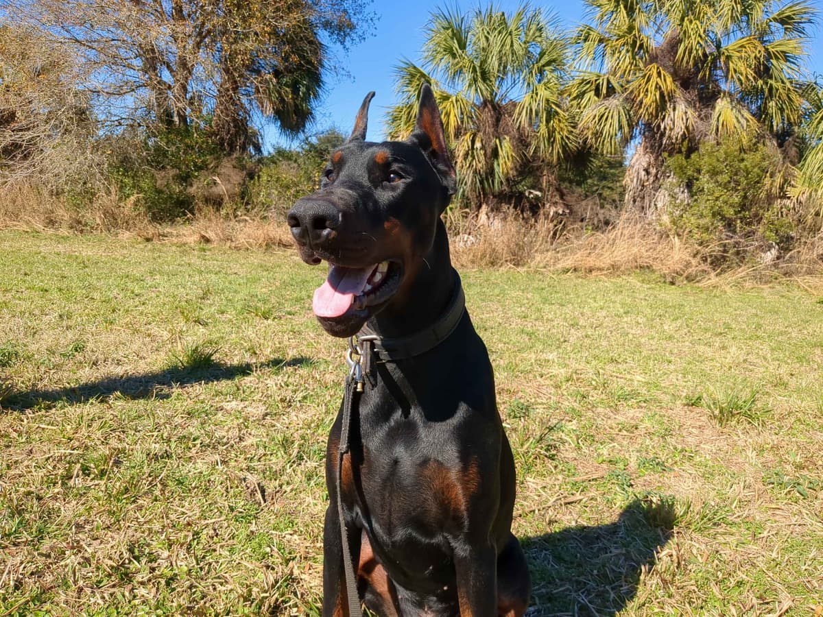 Male European Dobermann Puppies breeder image 1