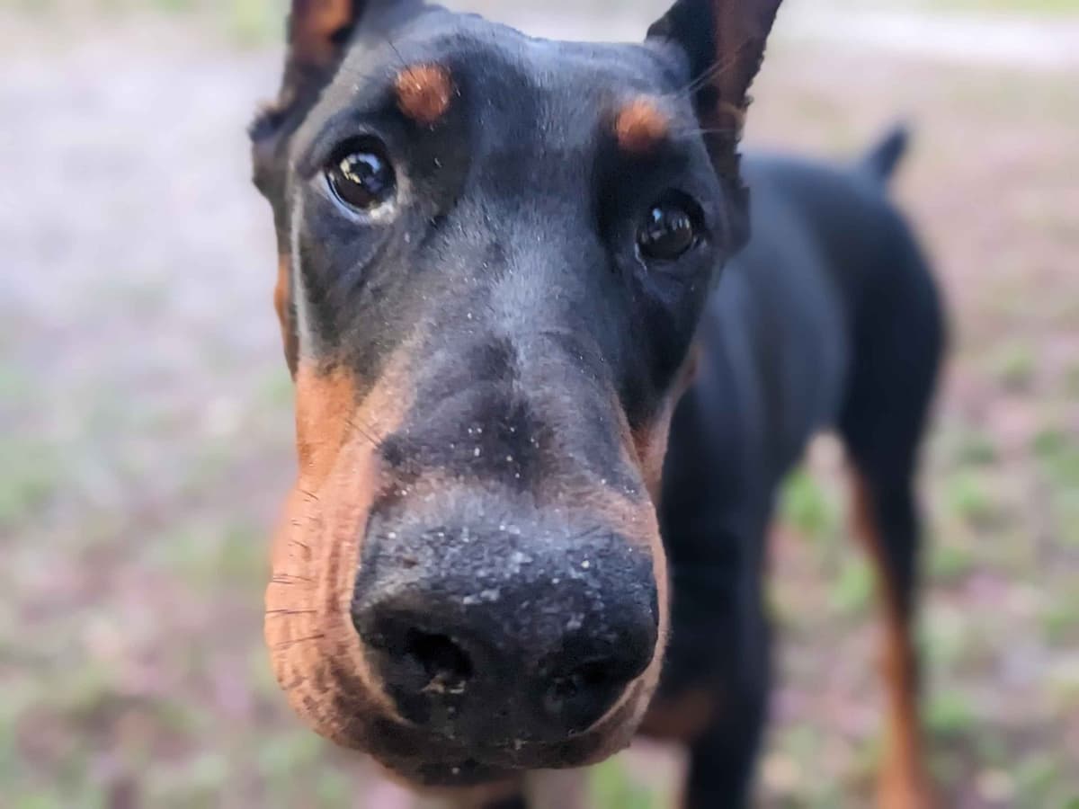 Male European Dobermann Puppies breeder image 14