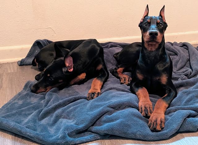 Female European Dobermann media 21