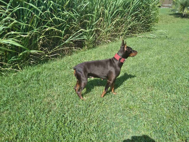 Female European Dobermann media 24