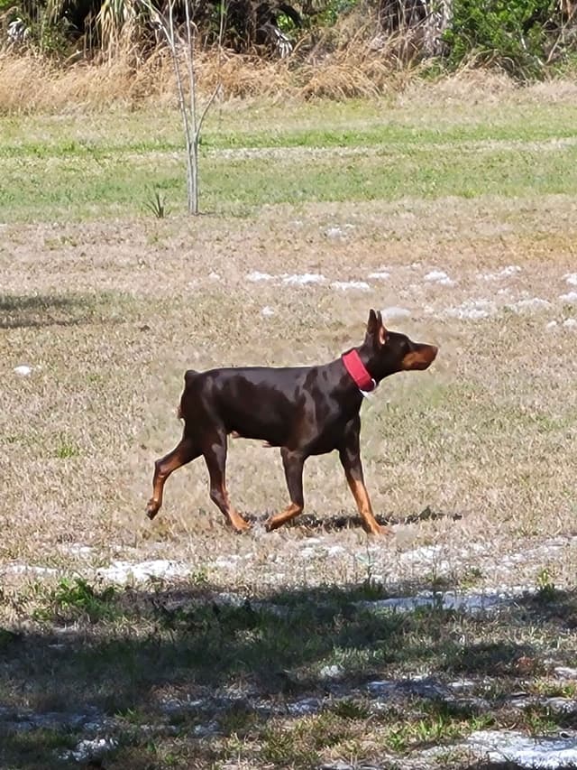 Female European Dobermann media 22