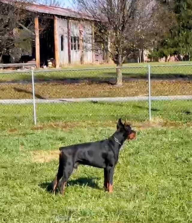 Female European Dobermann media 27