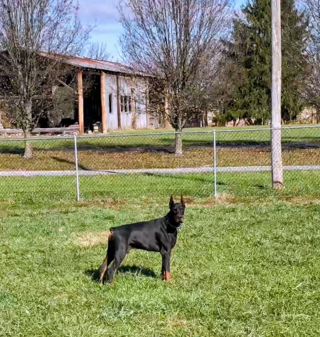 Female European Dobermann media 28