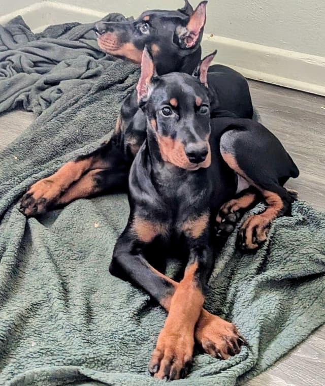 Female European Dobermann media 17