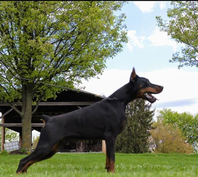 Female European Dobermann media 25
