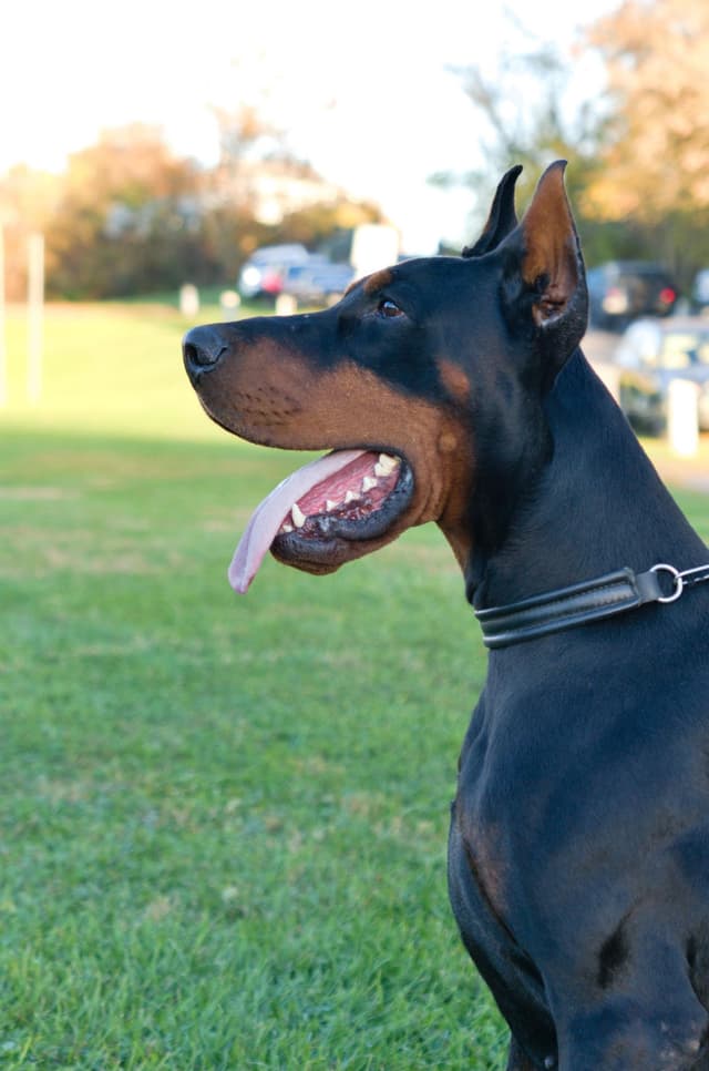 Female European Dobermann media 26
