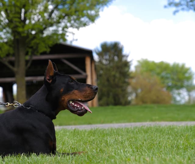 Female European Dobermann media 30