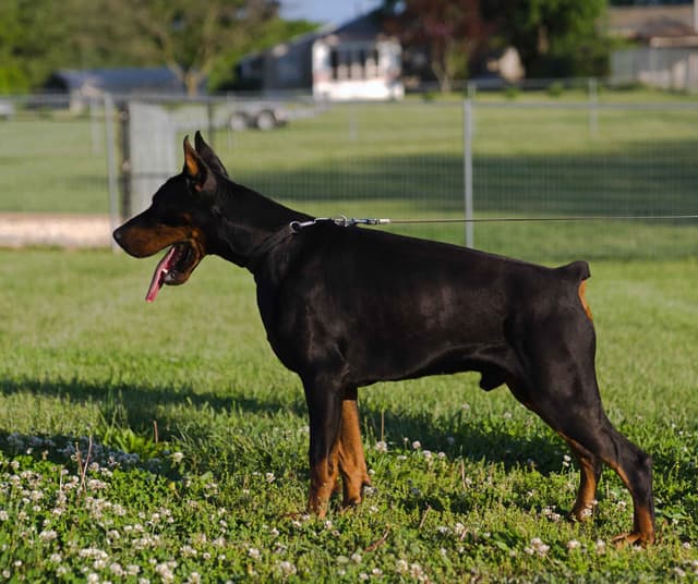 Female European Dobermann media 29