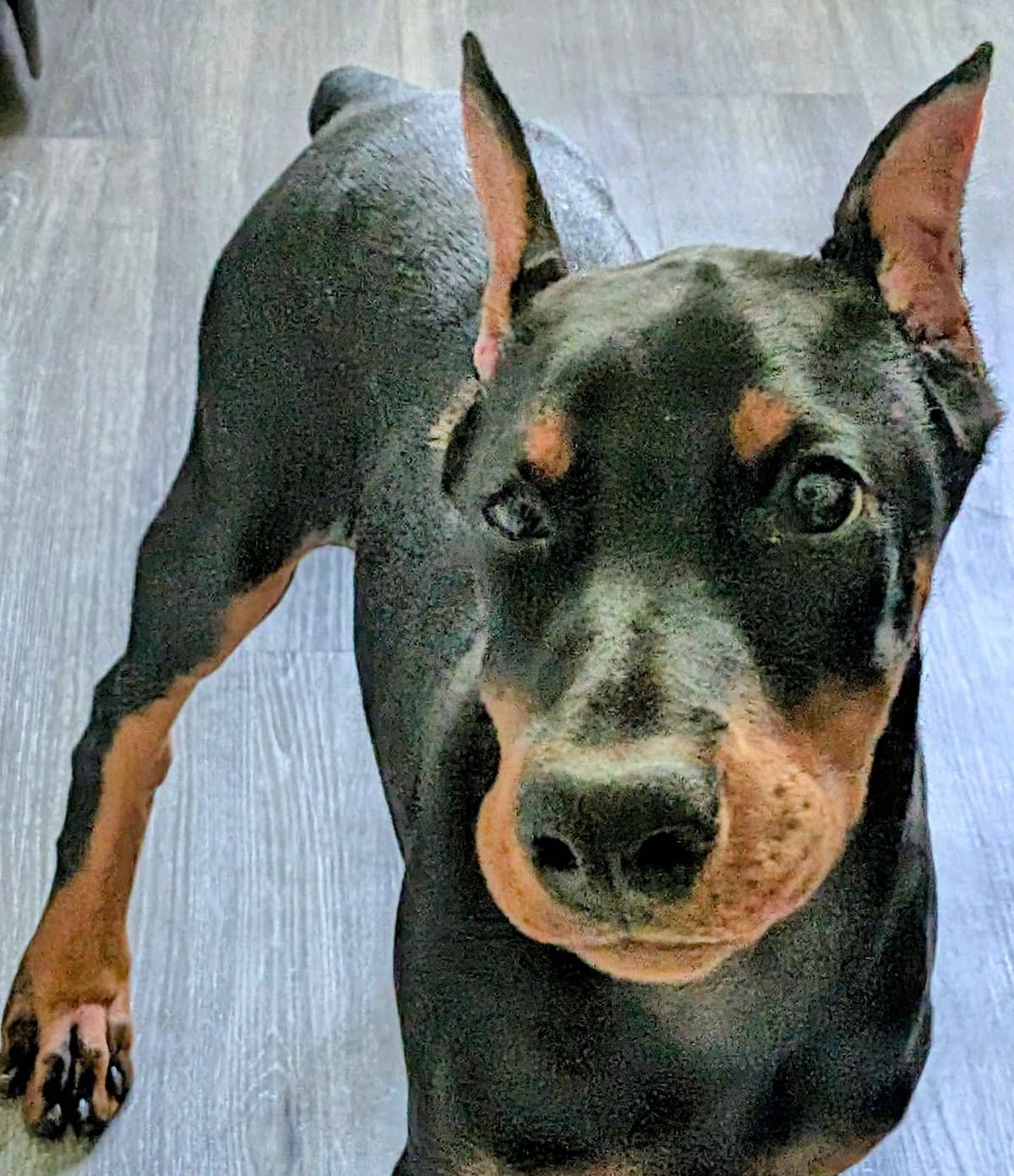 Male European Dobermann Puppies breeder image 16