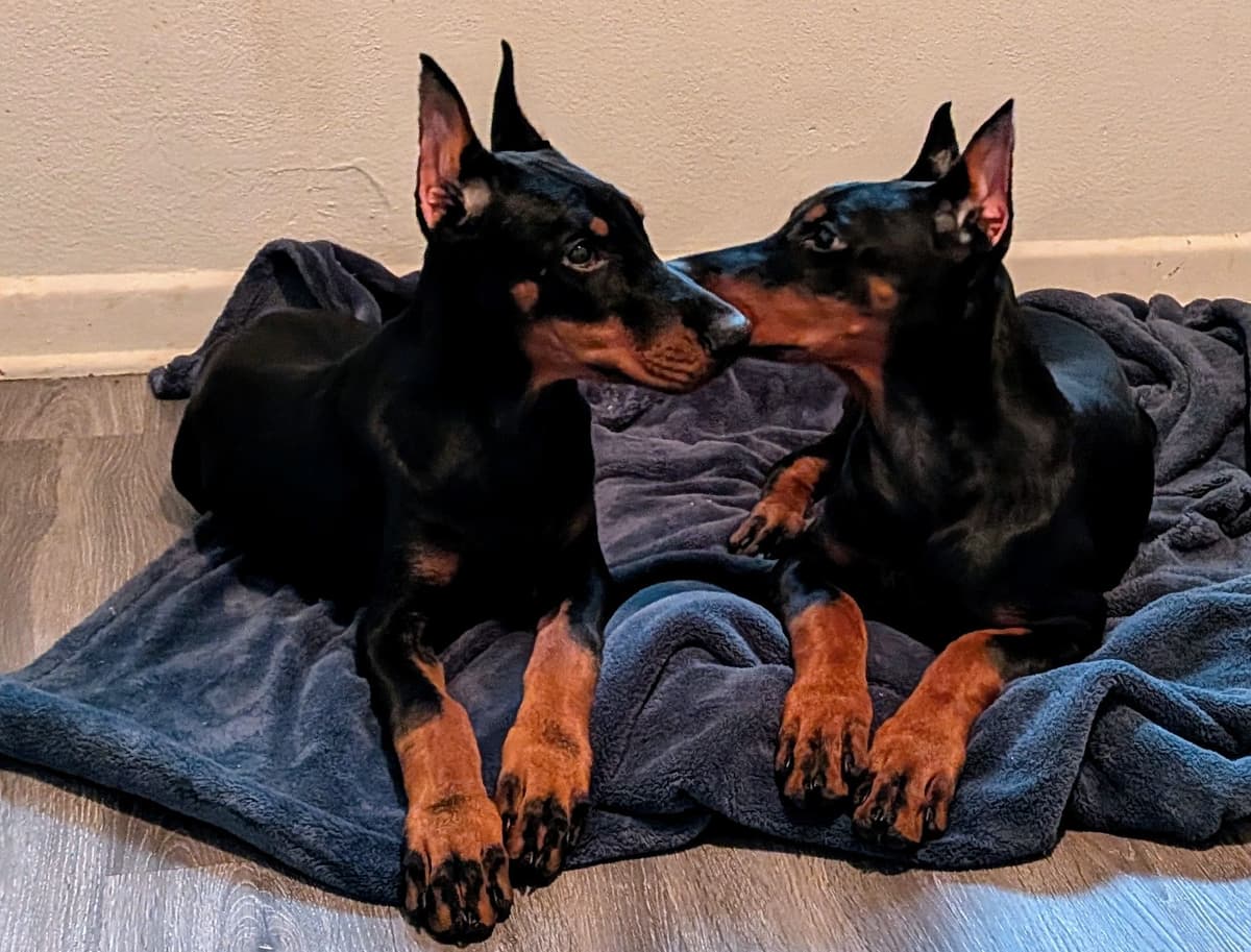 Male European Dobermann Puppies breeder image 18