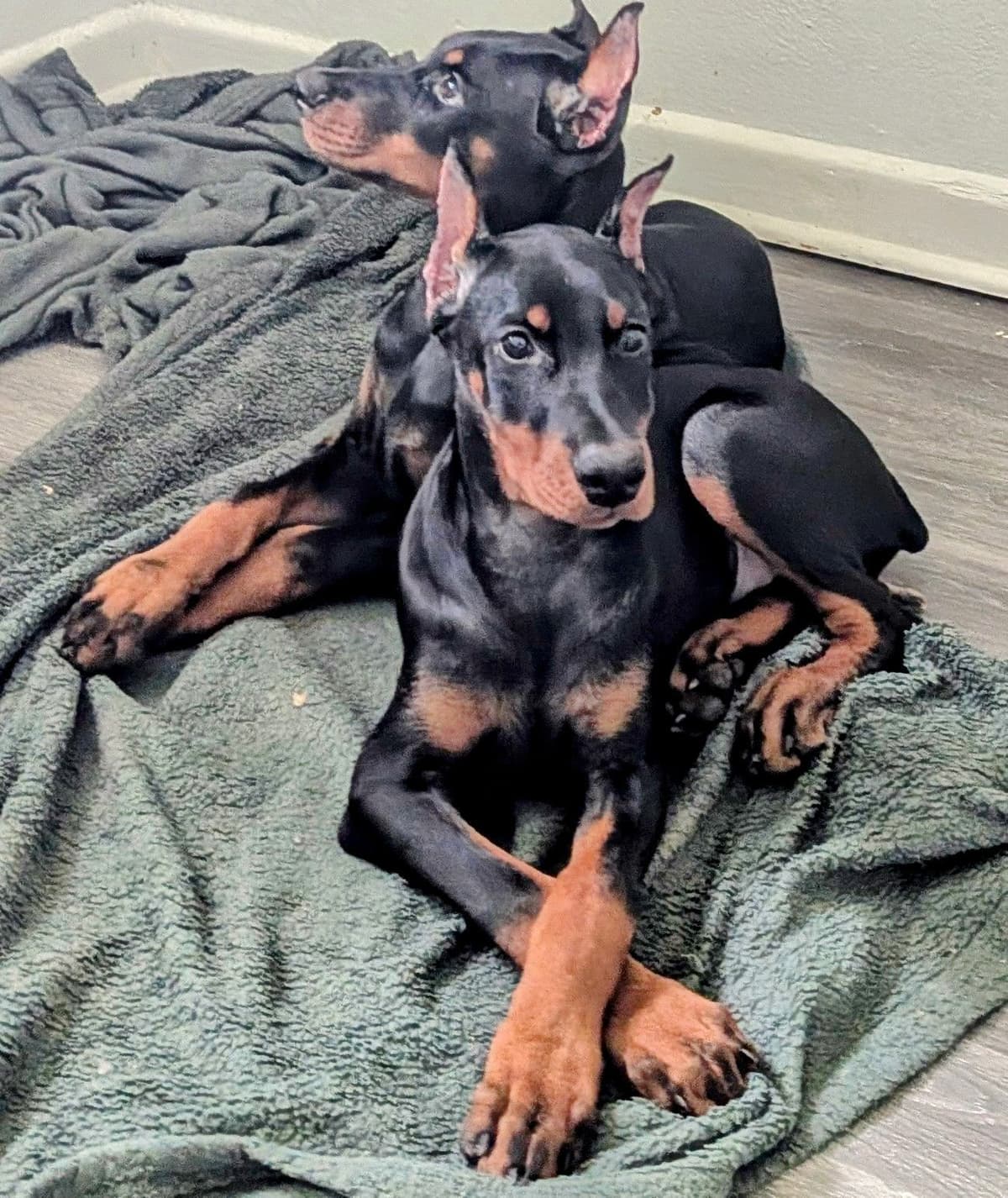 Male European Dobermann Puppies breeder image 17
