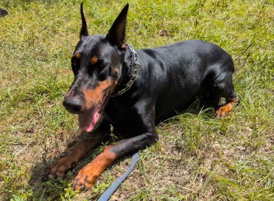 Male European Dobermann Puppies breeder image 19