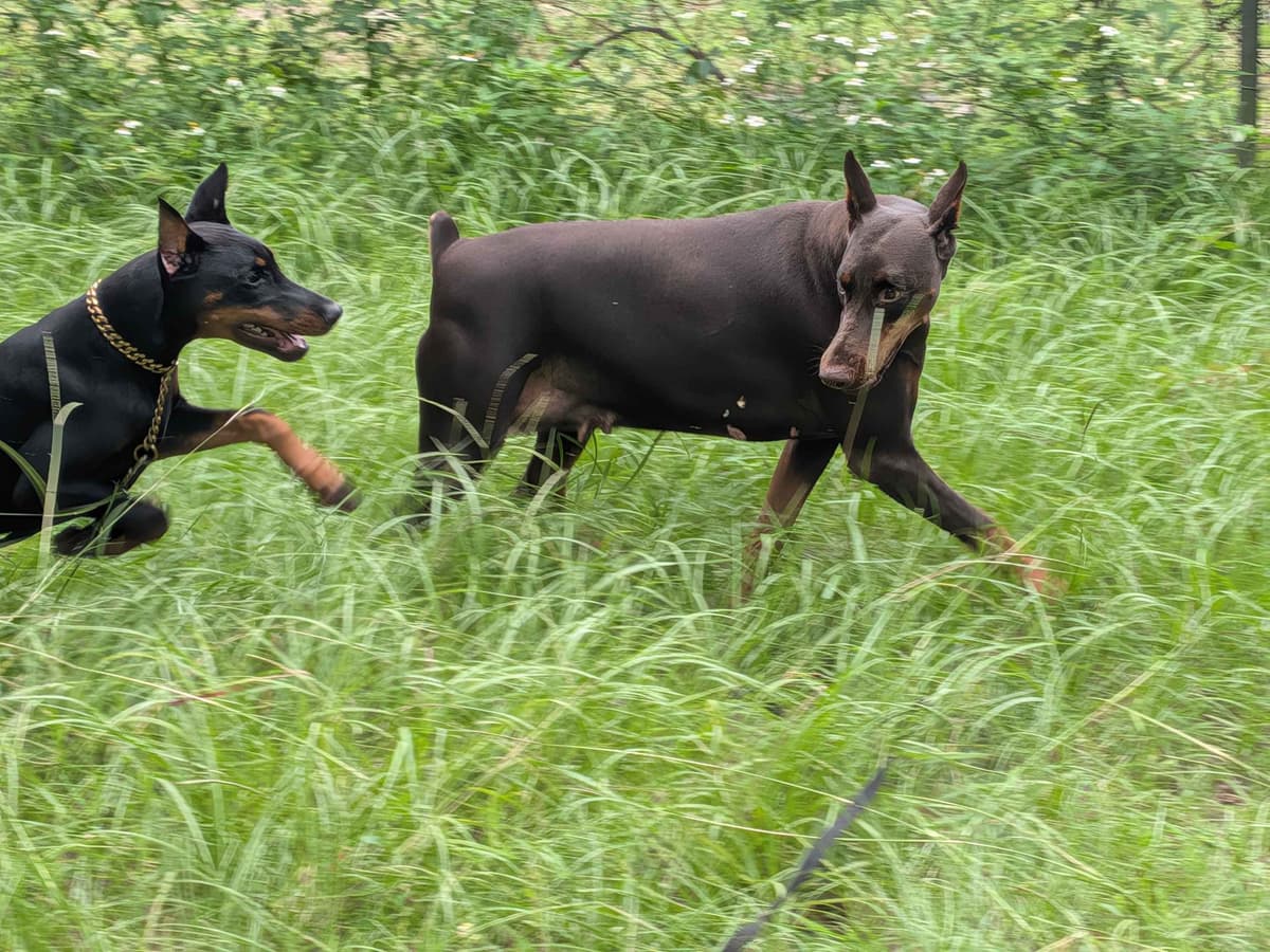 Male European Dobermann Puppies breeder image 20