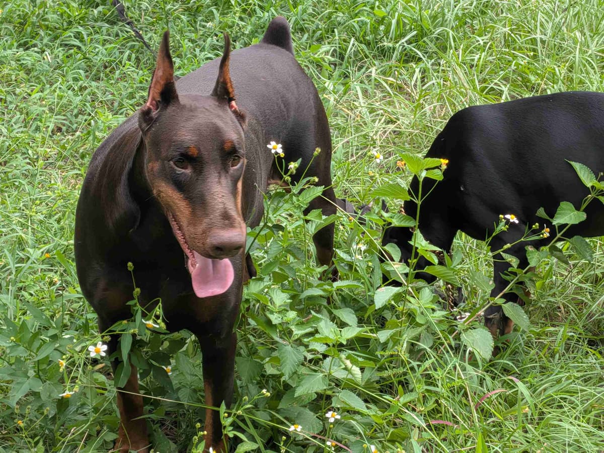 Male European Dobermann Puppies breeder image 21