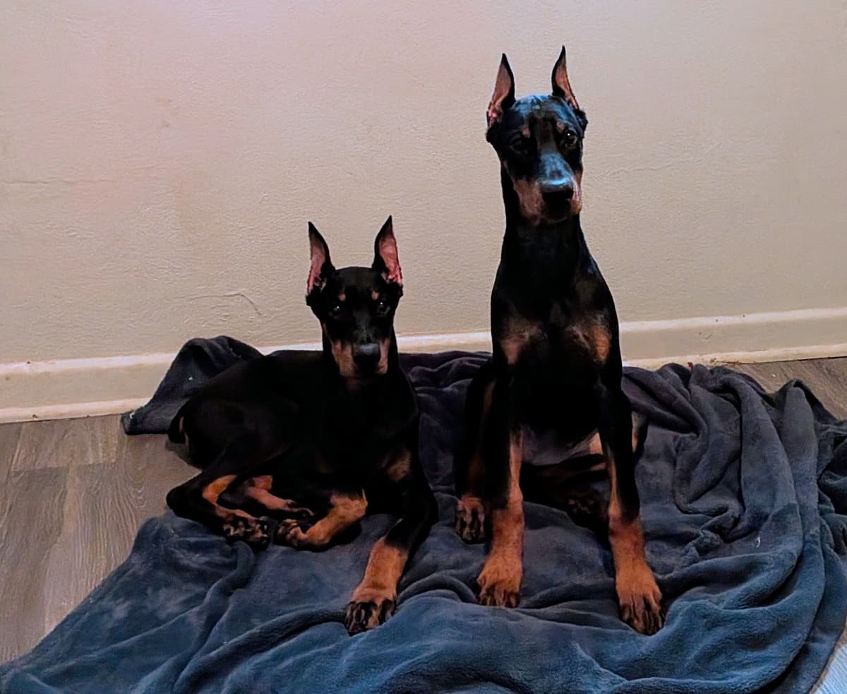 Male European Dobermann Puppies breeder image 22