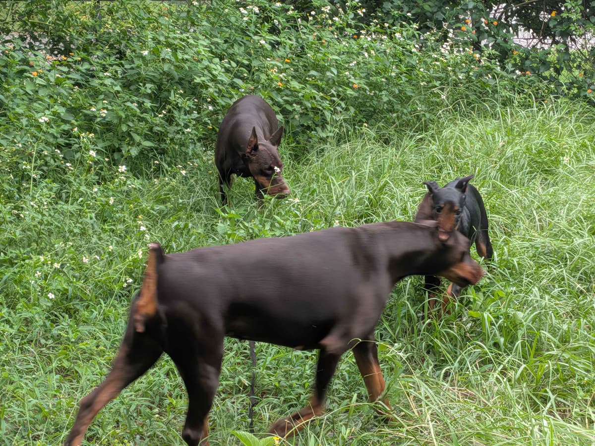 Male European Dobermann Puppies breeder image 23