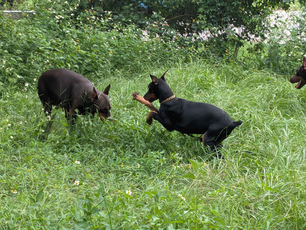 Male European Dobermann Puppies breeder image 24