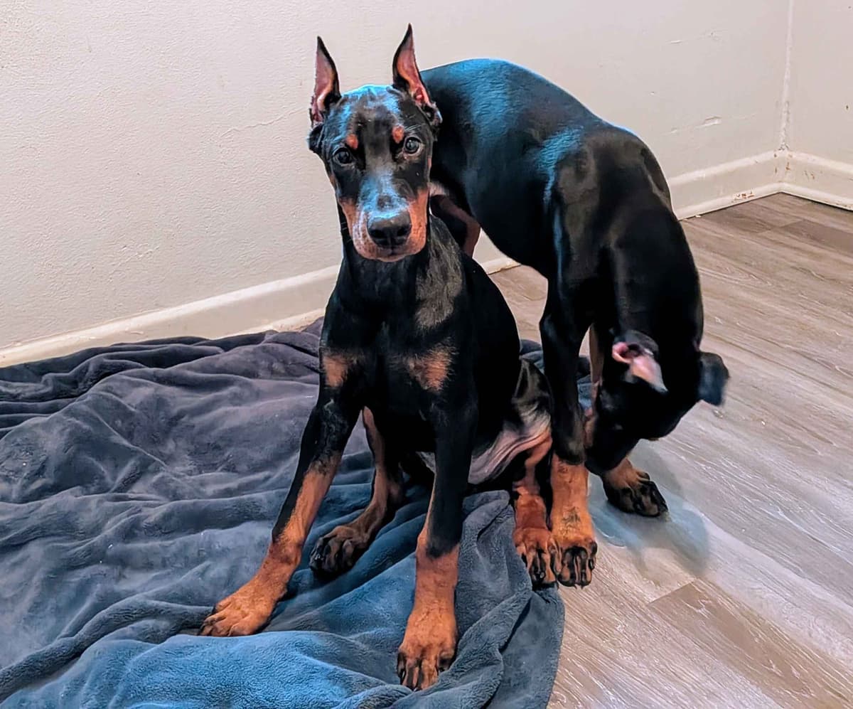 Male European Dobermann Puppies breeder image 25