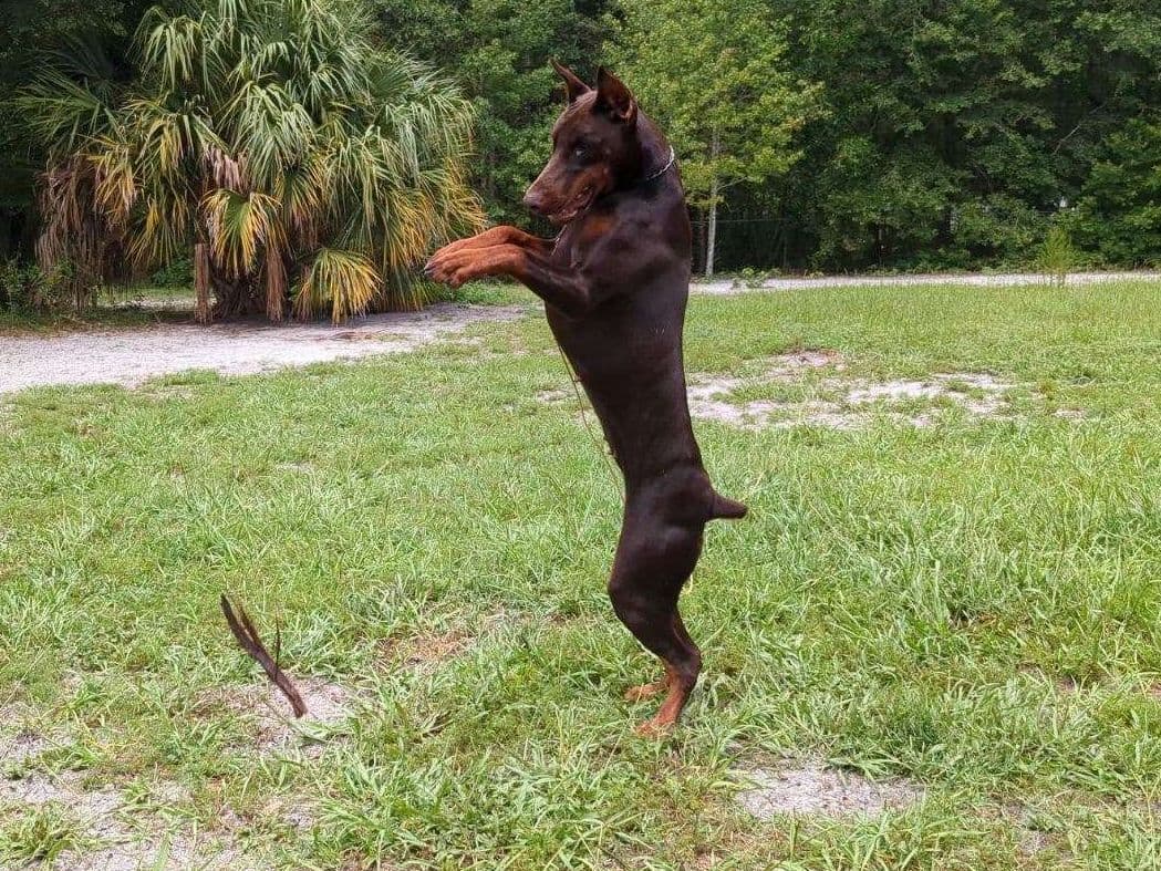 Male European Dobermann Puppies breeder image 29