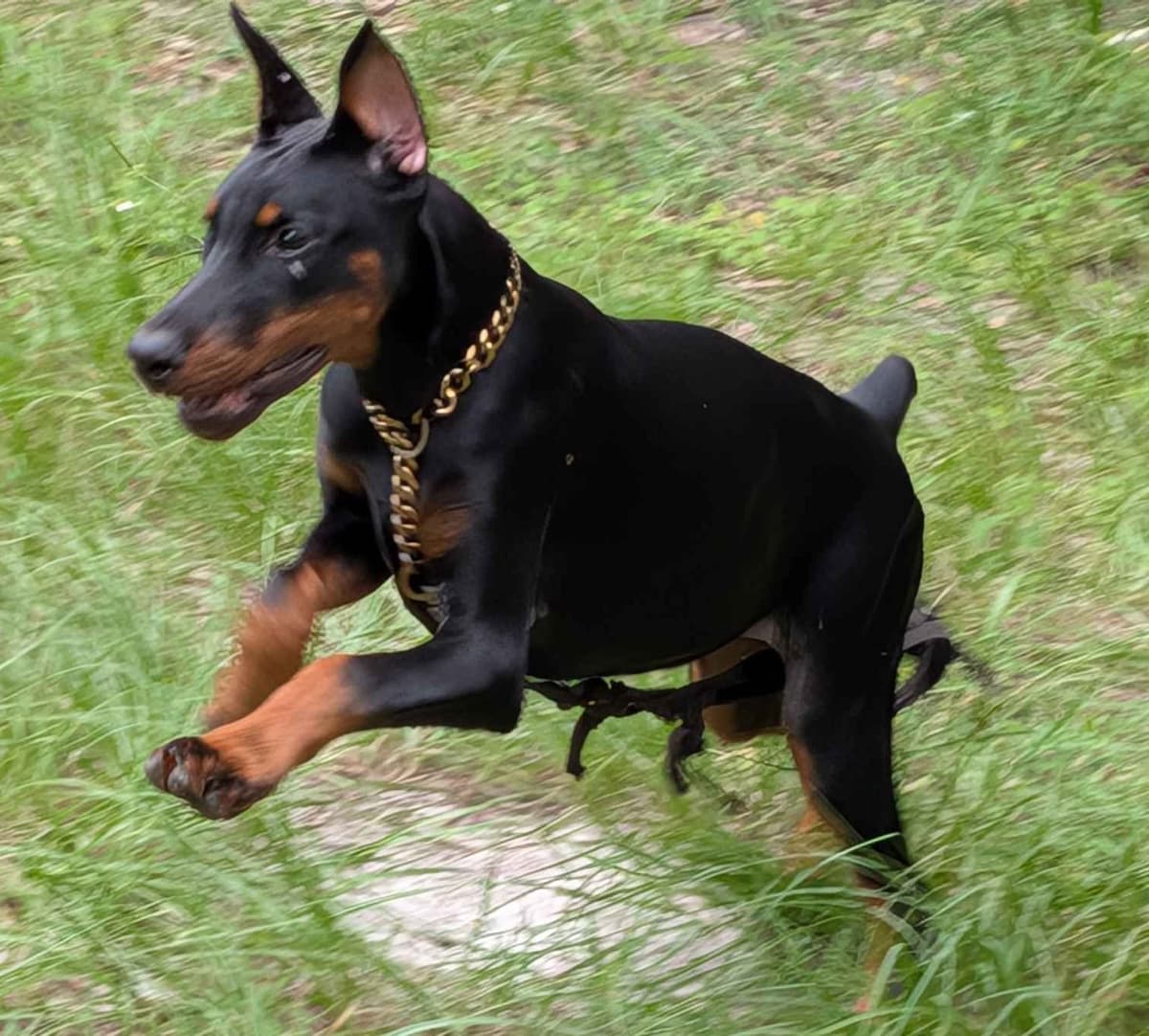 Male European Dobermann Puppies breeder image 26